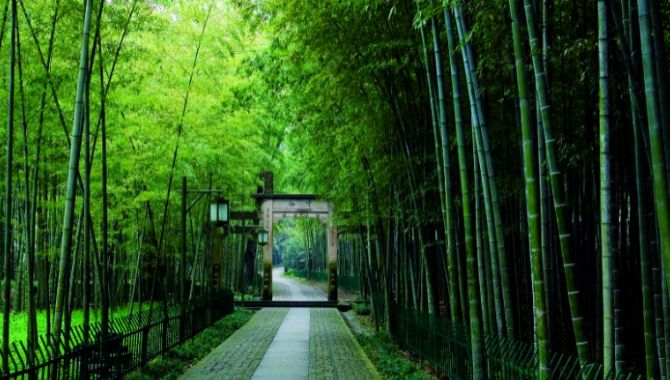 Hangzou bambous