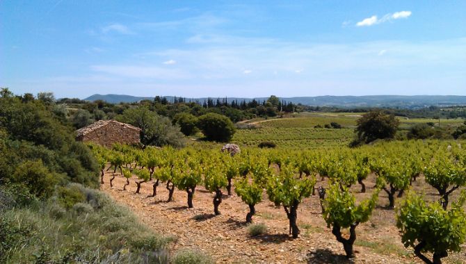 herault-vignes