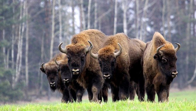Pologne bisons