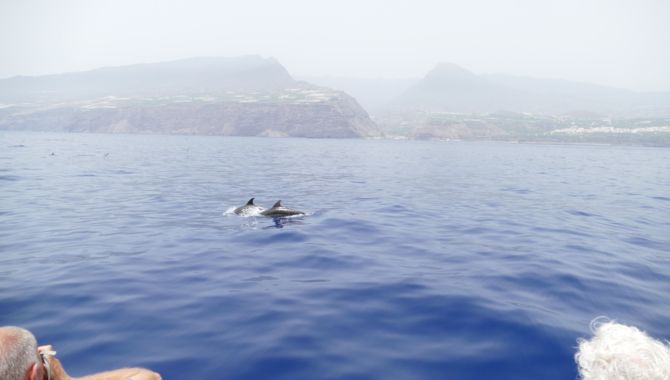 La Palma dauphins